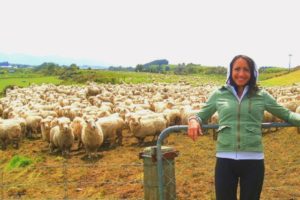 Трудовые будни на овечьей ферме в Новой Зеландии