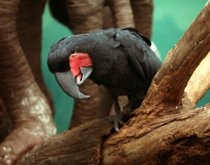 Сейшельский черный попугай