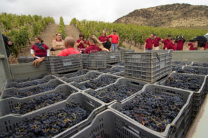 Работа по сбору урожая винограда в Португалии
