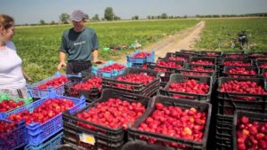 Работа по сбору урожая в Польше