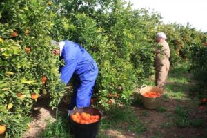 Сбор урожая апельсинов - традиционная сезонная работа на испанском рынке труда