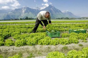 В Швейцарии многие фермеры помогают беженцам из других стран.