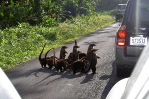 Осторожно, носатики в Коста-Рико могут пороситься к вам автостопом :)