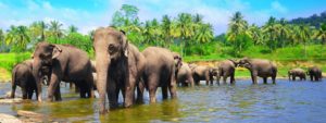 Экскурсии на Шри-Ланке